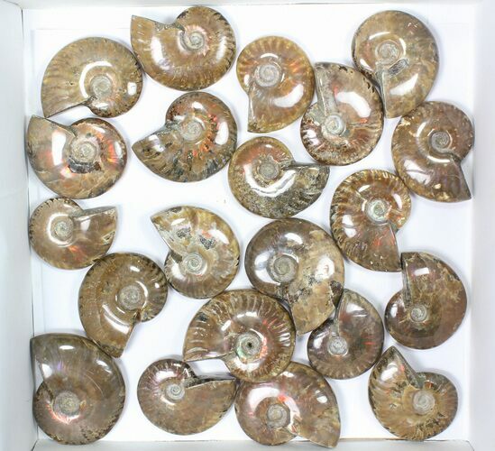 Lot: kg Iridescent, Red Flash Ammonites (-) - Pieces #82490